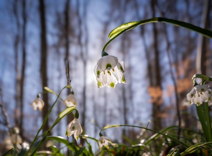 Spring snowflake (Leucojum vernum), spring knot flower, Amaryllis family (Amaryllidaceae), blooming