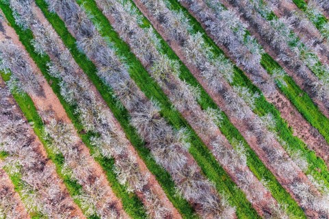 Shooting from a drone, from a bird's eye view. Huge flowering almond grove. Israel. Trees blooming