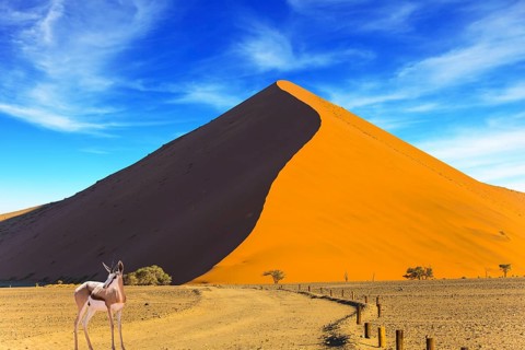 Sunset in the Namib Desert, the oldest in the world. African antelope Impala standing at the road.