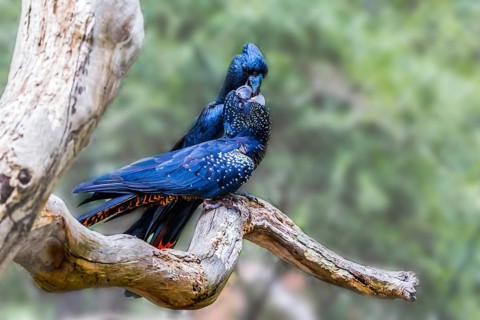 Kiss. Gentle couple. Pair of bright parrots gently kissing on a branch. Budgerigars are small,