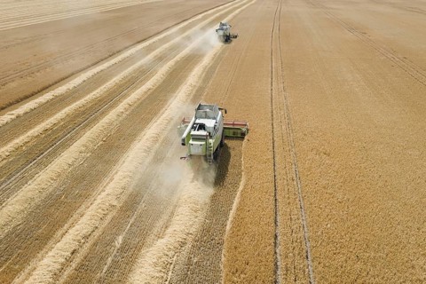 Combine harvester working on a wheat field. Combine harvester Aerial view