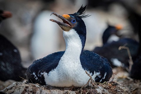 Blue-eyed Cormorant (Phalacrocorax atriceps) on its nest, also Imperial shag, Pebble Island,