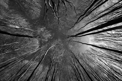 Primeval forest Urwald Sababurg, Hofgeismar, Weser Uplands, Weserbergland, Hesse, Germany, Europe