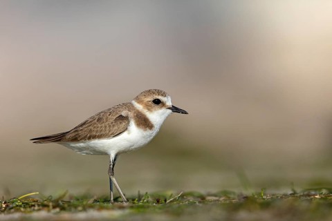 Animals, birds, plover, Kentish plover, (Charadrius alexandrinus), biotope, habitat, foraging, Barr