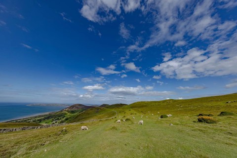 Hilly landscape with green meadows, sheep and stone wall, dry stone wall on the edge of Snowdonia