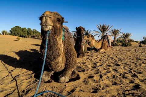 Camel in the desert,, CONTINENT_