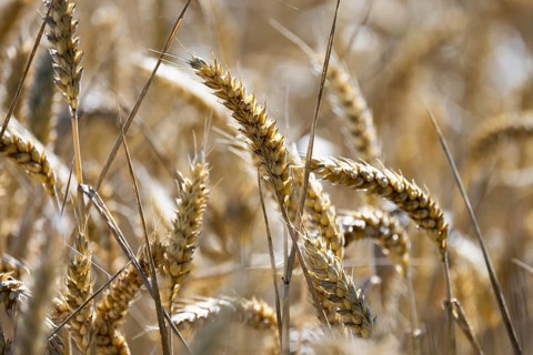 Close-up of ripe, golden ears of wheat showing the structural beauty of the grain, Coxhill,