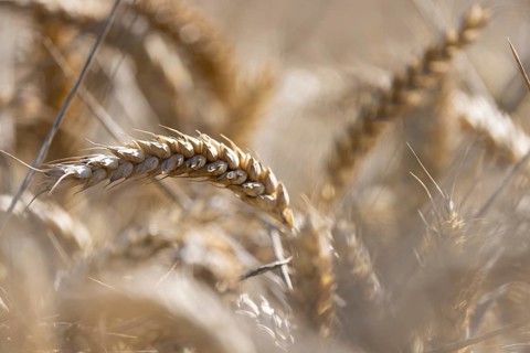 Close-up of ears of wheat in a large, blurred wheat field in sunshine, Coxhill, Shepherdswell,