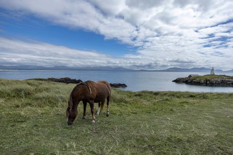 Brown horse grazing on a green meadow by the sea with Twr Mawr Lighthouse in the background, Ynys