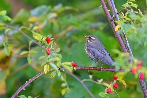 Redwing, (Turdus iliacus), animals, birds, perch, thrush, thrushes, Heligoland, Schleswig-Holstein,