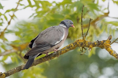 Wood pigeon standing on branch looking right