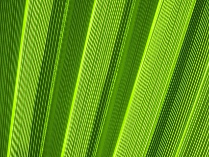 Macro of tropical palm leaf