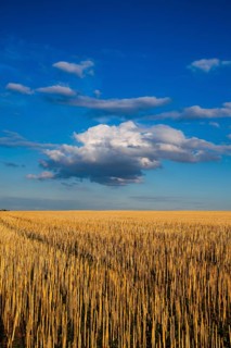 The field after harvesting in sunny day. Picture with mowed wheat field under sunny day. Czech