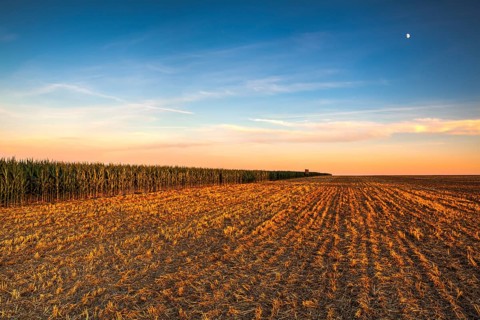 Lookout tower between corn field and empty field after harvesting. Panorama picture with mowed