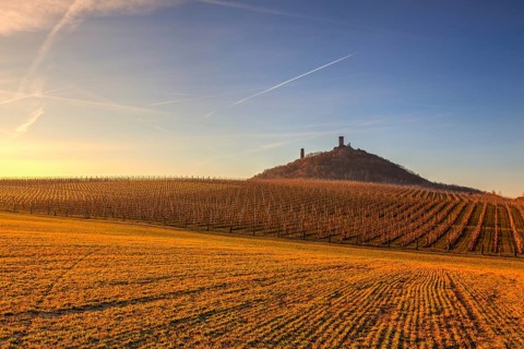 Hazmburk Castle and apple Orchard Rows in spring. Fruit trees over bright blue sky. Apple orchard