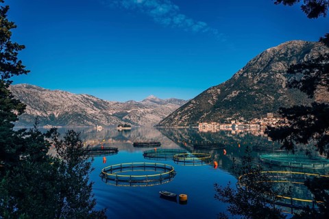 Fish farm in Montenegro. The farm for breeding and fish farming in the Bay of Kotor