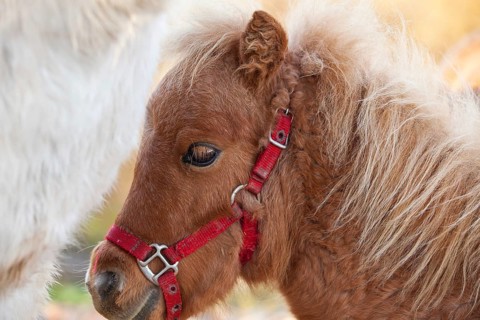 Detail of beautiful very young horse