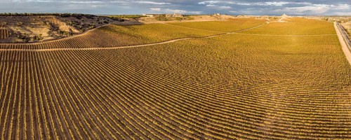 Field of vines, Aranda de Duero, Burgos province, Spain, Europe