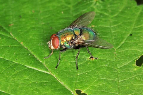 Bottle Fly, Lucilia spec., Blow fly