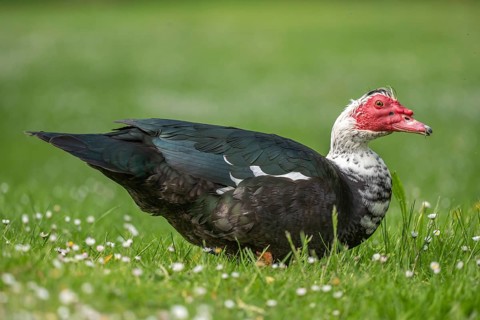 Muscovy duck (Cairina moschata) in a park in spring. Bas-Rhin, Collectivite europeenne d'Alsace,