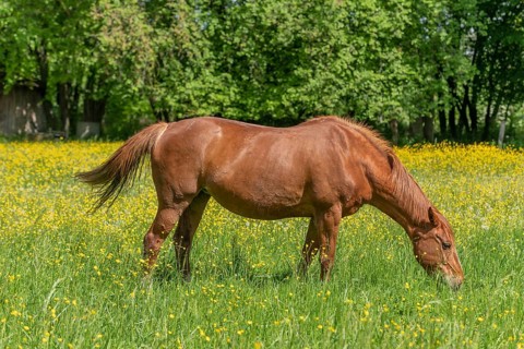 Horse in a green pasture filled with yellow buttercups. Bas-Rhin, Collectivite europeenne d'Alsace,