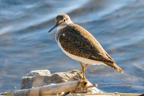 Common Sandpiper Water Bird (Actitis hypoleucos)