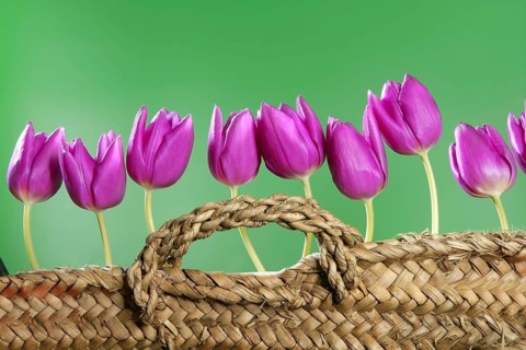Basket pink tulips flowers in a row group line arrangement