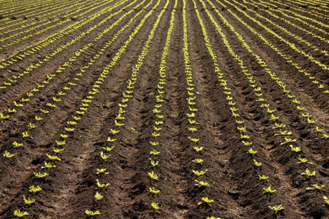 Little lettuce sprouts brown field, green vegetable outbreaks perspective