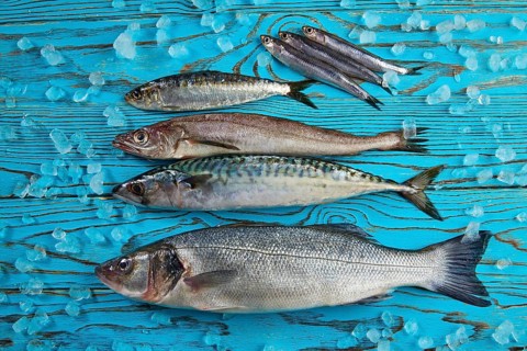 Fresh fishes mix hake seabass sardine mackerel anchovies