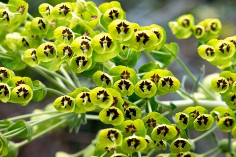 Close photo of a beautiful Mediterranean Spurge in Gargano, Southern Italy
