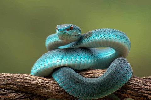 The white-lipped pit viper, is a venomous pit viper species endemic to Southeast Asia