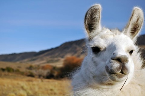 Patagonian Llama