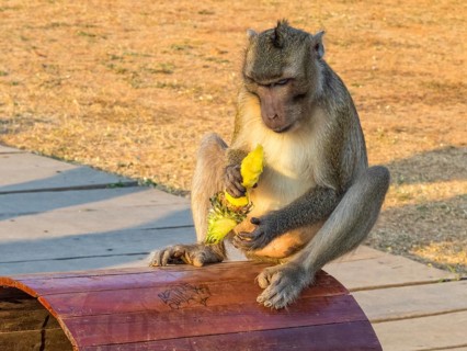 A macaque monkey with his loot at the West Gate of Angkor Wat, Siem Reap, Cambodia, Asia