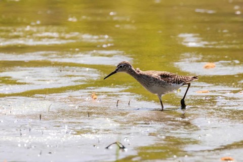 Sandpiper, Wood sandpiper in Shallow Water (Tringa glareola) Wader Bird Sandpiper