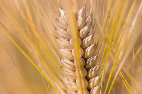 Golden ears of wheat in summer on the field. Wheat Background