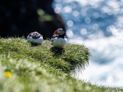 Puffin (Fratercula arctica) on a grassy slope, Heimaey Island, Westman Islands, Iceland, Europe