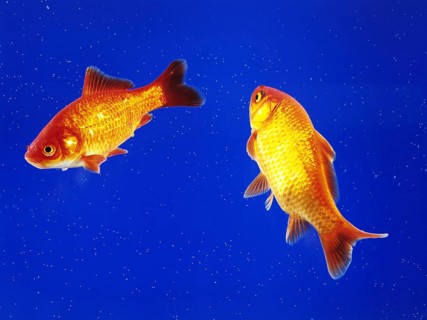 Two goldfish swimming in an aquarium, animals, fish, goldfish studio shot, Lower Saxony, Federal