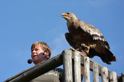 Falconer Ilka Simm-Schönholz with eagle at the falconry centre in Potsdam