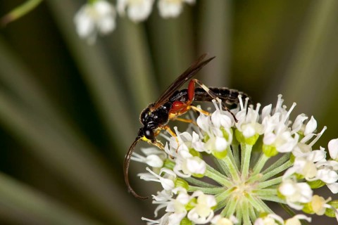 Tenthredo atra, plant wasp, saw fly