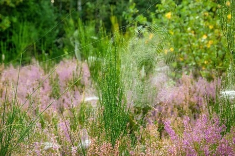 Autumn atmosphere in the nature reserve Trupbacher Heide in Germany with blooming heather at