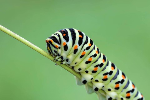 Swallowtail, Papilio machaon, caterpillar