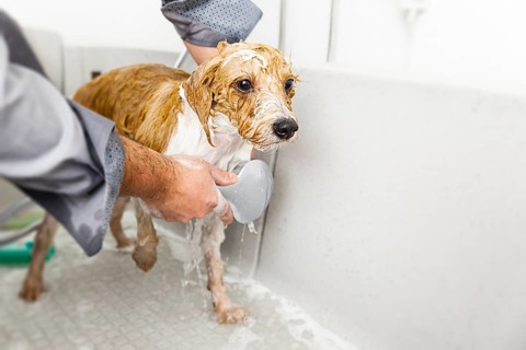 An image of bathing a cute dog