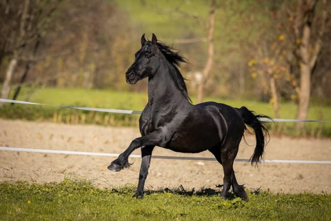 Frisian gelding in the pasture in autumn