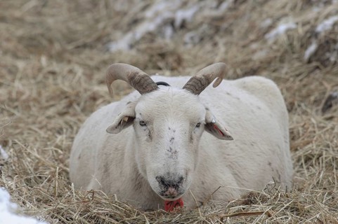 A sheep with horns lies in the straw on snow-covered ground, sheep, borken, münsterland, germany