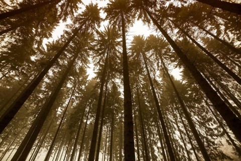 Traumatic forest