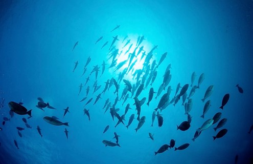 Shoal grey surgeonfish, Acanthurus mata, Maldives, Indian Ocean, Meemu Atoll, Asia