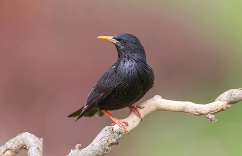 Spotless Starling, Sturnus unicolor, Étourneau unicolore, Estornino Negro, Hides de El Taray /