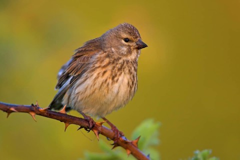Linnet, Common Linnet, Eurasian Linnet, (Carduelis cannabin), (Acanthis cannabina), Linotte