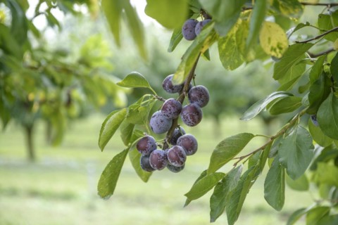 Plum (Prunus domestica 'Opal'), Bundessortenamt, Marquardt testing centre, Marquardt, Brandenburg,