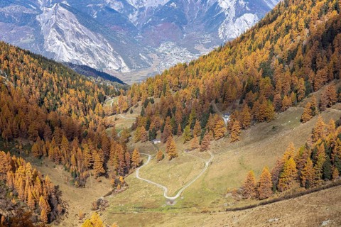 Autumnal larch forests with a view of the main valley of the Valais, Rhone Valley, Vallon d'Arbi,